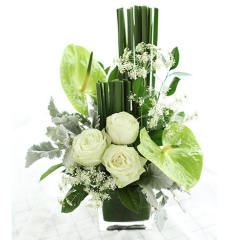 春日[新品特价]