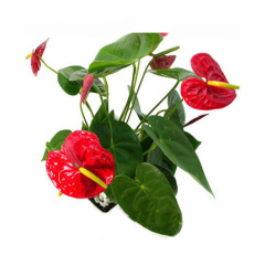 多头火鹤（即红掌）盆栽花