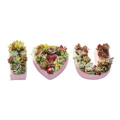 DIY手作多肉花园/I LOVE U