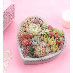 手作景观多肉盆栽