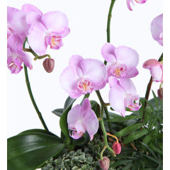 蝴蝶兰4株