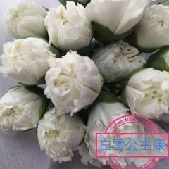 康乃馨-白色
